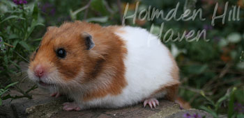Fergie- Golden Tortoiseshell and White (Banded) Longhaired